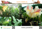 Preview: Costus guanaiensis, 20 Samen
